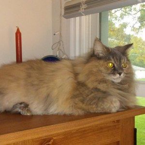 Meet your Posher, Connie